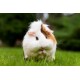 Flauschiges weiß-braunes langhaariges Meerschwein sitzt auf grünem Gras im Freien.