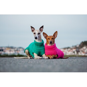 Zwei kleine Hunde sitzen nebeneinander auf einer Straße und tragen bunte gestrickte Pullover – einer grün und einer pink – vor einem verschwommenen Hintergrund.
