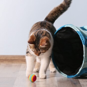 Eine verspielte getigerte Katze nähert sich neugierig einem bunten gestreiften Ball auf dem Boden, mit einem blauen Haustiertunnel im Hintergrund.