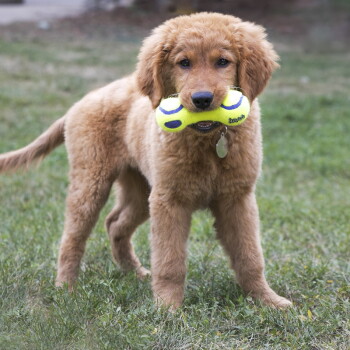 Chiot golden retriever tenant un jouet composé de deux balles de tennis jaunes avec un petit texte noir, debout sur l'herbe.