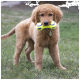Golden-Retriever-Welpe hält ein gelbes Doppel-Tennisball-Spielzeug mit kleinem schwarzen Text und steht im Gras.