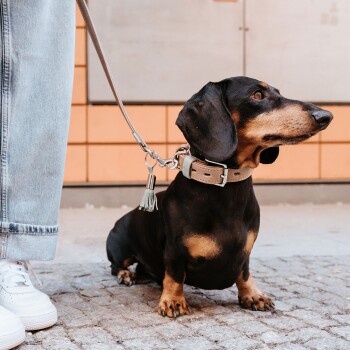 Schwarz-brauner Dackel mit beigem Halsband und Leine, sitzt neben einer Person in Jeans und weißen Sneakers.