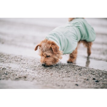 Ein kleiner brauner Hund, der einen hellgrünen Mantel trägt, schnüffelt am nassen, sandigen Boden am Strand.