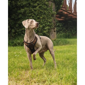 Ein grauer Weimaraner-Hund, der ein braunes Geschirr trägt, steht aufmerksam auf einer grasbewachsenen Fläche, mit Grün und einer Brücke im Hintergrund.