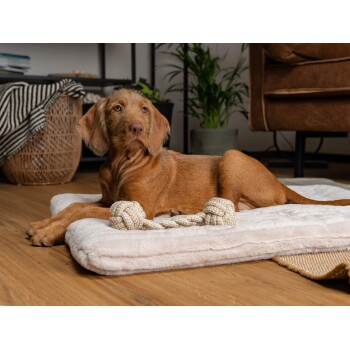 Ein entspannter brauner Hund liegt auf einem plüschigen Haustierbett mit zwei geknoteten Seilspielzeugen in der Nähe, in einer gemütlichen Wohnumgebung.