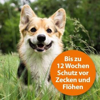 Ein Hund auf einer grasbewachsenen Fläche mit einem orangefarbenen Etikett, das sagt: "Bis zu 12 Wochen Schutz vor Zecken und Flöhen."