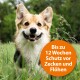 Ein Hund auf einer grasbewachsenen Fläche mit einem orangefarbenen Etikett, das sagt: "Bis zu 12 Wochen Schutz vor Zecken und Flöhen."