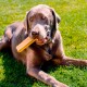 Ein verspielter grauer Labrador Retriever liegt auf grünem Gras, hält ein Kauspielzeug im Mund und schaut neugierig in die Kamera.