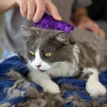 Eine Person bürstet eine grau-weiße Katze mit einem lila Pflegewerkzeug, während die Katze auf einer blauen Decke liegt, umgeben von losem Fell.