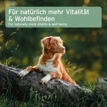Rotbrauner Hund ruht mit den Pfoten auf einem Baumstamm im Gras; Banner lautet 'Für natürlich mehr Vitalität & Wohlbefinden'.