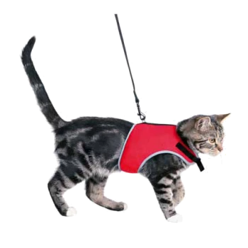 Un chat tigré portant un harnais rouge avec des bordures grises, marchant en laisse.