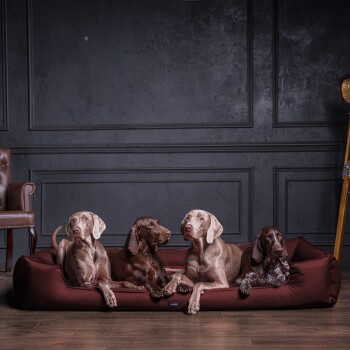 Ein schlanker grauer Hund ruht auf einem plüschigen burgunderfarbenen Hundebett, das vor einer hellen Wand steht. Das Bett hat ein Etikett mit der Aufschrift "tierlando".