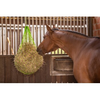 Ein braunes Pferd lehnt sich an ein grünes Heunetz, das mit Heu gefüllt ist, das in einem Stall mit Holzwänden und Metallgittern hängt.