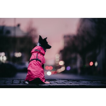 Ein Hund in einem leuchtend pinken Regenmantel mit dem Etikett "PAIKKA" sitzt auf einer Kopfsteinpflasterstraße und schaut in die Ferne bei Dämmerung.