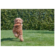 Een fluffy bruine hond rent vrolijk over het groene gras, met een oranje frisbee in zijn mond, met een weelderige haag op de achtergrond.