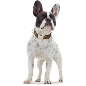 Ein französischer Bulldogge mit geflecktem Fell steht stolz da und trägt ein braunes Halsband mit einem Metallschild, auf dem "HUNTER" steht.