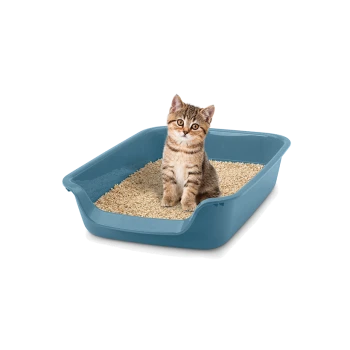 Getigerte Kätzchen sitzt in einer blauen Katzentoilette mit beigem Katzenstreu auf weißem Hintergrund.