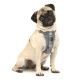 Ein süßer Mops, der ein graues Geschirr trägt, sitzt aufrecht und schaut neugierig in die Kamera vor einem weißen Hintergrund.