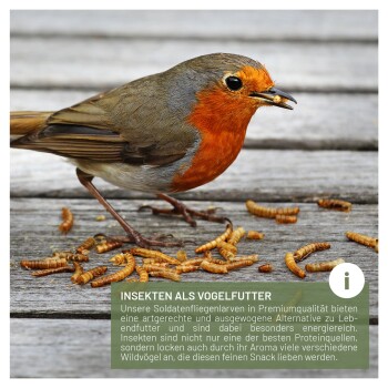Rotkehlchen frisst Mehlwürmer auf einem Holzbrett; Textüberlagerung: 'INSEKTEN ALS VOGELFUTTER' und deutscher Produkttext.