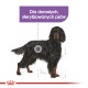 Ilustracja psa rasy Gordon Setter z tekstem "Dla dorosłych, sterylizowanych psów" wskazującym, że jest to karma dla dorosłych psów sterylizowanych.