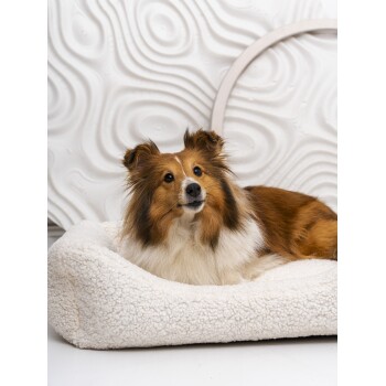 Ein flauschiger Hund ruht sich auf einem gemütlichen, cremefarbenen Haustierbett vor einer strukturierten weißen Wand aus.
