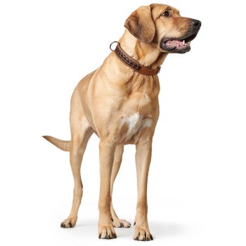 Ein hellbrauner Hund mit muskulösem Körperbau steht aufrecht, trägt ein braunes Lederhalsband mit dekorativem Design und schaut zur Seite.