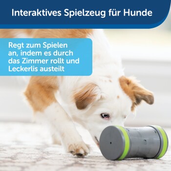Interaktives Spielzeug für Hunde, das Leckerlis ausgibt und durch das Zimmer rollt; ein Hund schnüffelt neugierig daran.