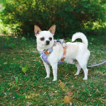 Ein kleiner, hellfarbener Hund mit einem lila Geschirr steht auf grünem Gras, umgeben von Laub und gefallenen Blättern.