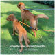 Zwei Golden Retriever stehen auf grünem Gras, an der Leine zusammengebunden, mit dem Text "schnelles und unkompliziertes Um- und Ablegen" darunter.