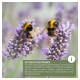 Zwei Hummeln bestäuben Lavendelblüten, mit einem Textüberlagerung, die 'Effiziente Bestäuber' angibt und Informationen über ihre Rolle bei der Bestäubung enthält.