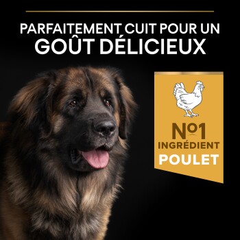 Grand chien marron et noir avec la langue sortie, texte en français disant « Parfaitement cuit pour un goût délicieux » et « Ingrédient n°1 poulet ».