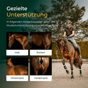 Reiter auf einem braunen Pferd mit Überschrift 'Gezielte Unterstützung' und vier beschrifteten Bildern: Hals, Rücken, Hinterhand, Vorderhand.