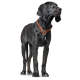 Ein schwarzer Hund mit einem glatten Fell steht aufrecht, trägt ein braunes Lederhalsband und schaut aufmerksam zur Seite vor einem weißen Hintergrund.