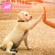 Un chiot Labrador jaune mouillé assis sur des gravillons, tendant sa patte pour toucher une main humaine. Le texte 'ERZIEHUNG' est affiché au-dessus.