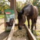 Ein braunes Pferd mit einer weißen Blässe frisst aus einer Schüssel neben einem Sack PANTO Kräuter-Müsli, das seine Kräuterzutaten zeigt.