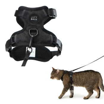 Eine getigerte Katze trägt ein schwarzes Geschirr und eine Leine, die auf einem weißen Hintergrund läuft.