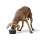 Ein brauner Hund mit langen Ohren frisst aus einer dunkelblauen, geometrisch gemusterten Schüssel auf einem weißen Hintergrund.
