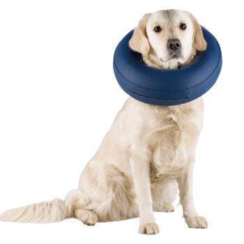 Golden retriever wearing a navy inflatable recovery cone collar, sitting on a white background.