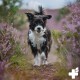 Ein glücklicher schwarz-weißer Hund, der durch ein Feld mit lila Blumen läuft, umgeben von Grün entlang des Weges.
