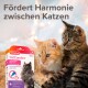 Zwei Katzen, eine orange und eine getigerte, sitzen zusammen mit einer Beaphar CatComfort Box im Vordergrund. Text: "Fördert Harmonie zwischen Katzen."