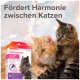 Zwei Katzen, eine orange und eine getigerte, sitzen zusammen mit einer Beaphar CatComfort Box im Vordergrund. Text: "Fördert Harmonie zwischen Katzen."