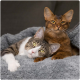 Two cats cuddled on a gray plush blanket: a tabby-and-white cat lying in front and a reddish-brown cat sitting behind.