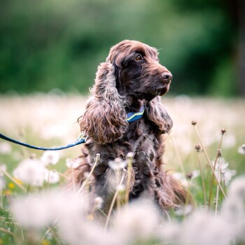 Ein brauner Cocker Spaniel sitzt auf einem Feld von Löwenzahn, trägt eine blau-gelbe Leine und schaut nachdenklich zur Seite.