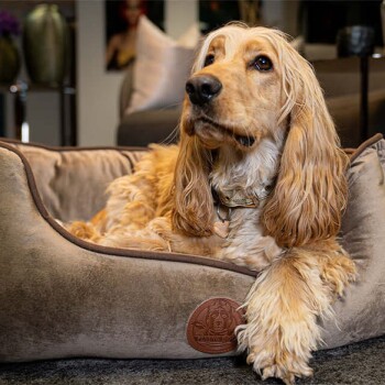 Ein goldener Cocker Spaniel ruht sich bequem in einem plüschigen Hundebett aus, mit einem Lederschild, das ein Pfotenabdruck-Logo zeigt.