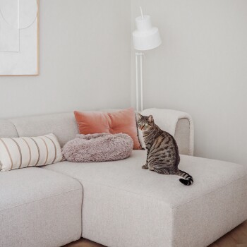 Eine gestreifte Tabby-Katze sitzt auf einem hellen Sofa mit dekorativen Kissen, darunter ein pinkes Samtkissen und ein rundes, flauschiges Kissen.