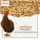Nahaufnahme eines großen Haufens hellbrauner Vogelfuttersamen für Ziervögel.
