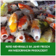 Bunte Koi-Fische schwimmen im klaren Wasser, mit einem grünen Banner darunter, das besagt "WIRD MEHRMALS IM JAHR FRISCH AM NIEDERRHEIN PRODUZIERT."