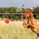 Ein verspielter brauner Hund springt in einem grasbewachsenen Feld und jagt aufgeregt einem orangefarbenen Spielzeug nach, mit dem Text 'OUAH! OUAH!' darüber illustriert.