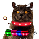 Eine Nahaufnahme einer grauen Katze mit auffälligen orangen Augen, die ein leuchtend rotes LED-Halsband trägt, begleitet von bunten Halsbandoptionen in Grün, Pink und Blau.