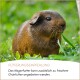 Kleintiere einschließlich Kaninchen, Meerschweinchen, Hamster, Mäuse und Ratten mit deutschem Text über tägliche Fütterung und Premium-Nagerfutter.